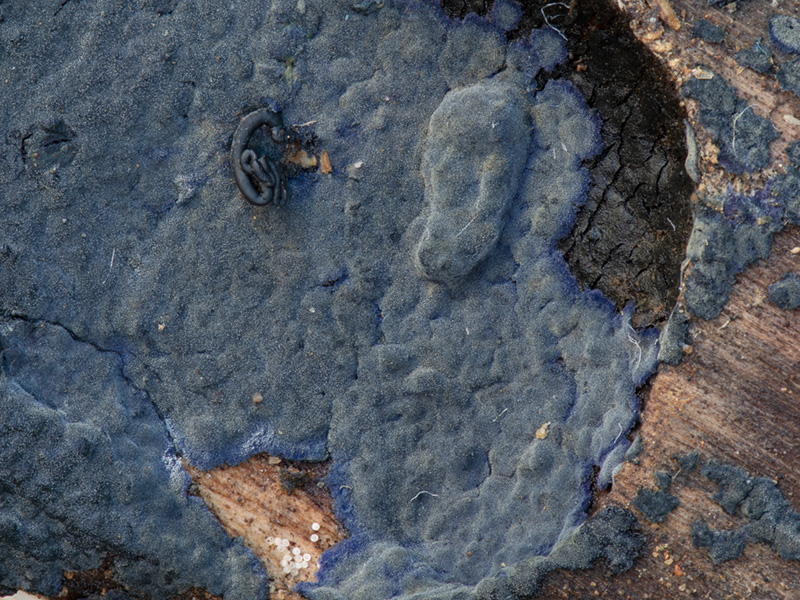 Terana caerulea